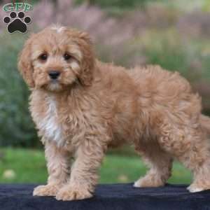 Jasper, Cavapoo Puppy